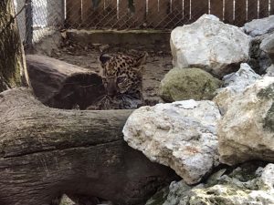 Китайският слънчев енергиен гигант Longi навлиза в сектора за съхранение