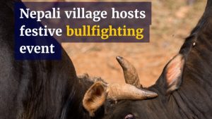 Непалските селяни се събират за ежегодно събитие за борба с бикове по време на индуисткия фестивал на реколтата